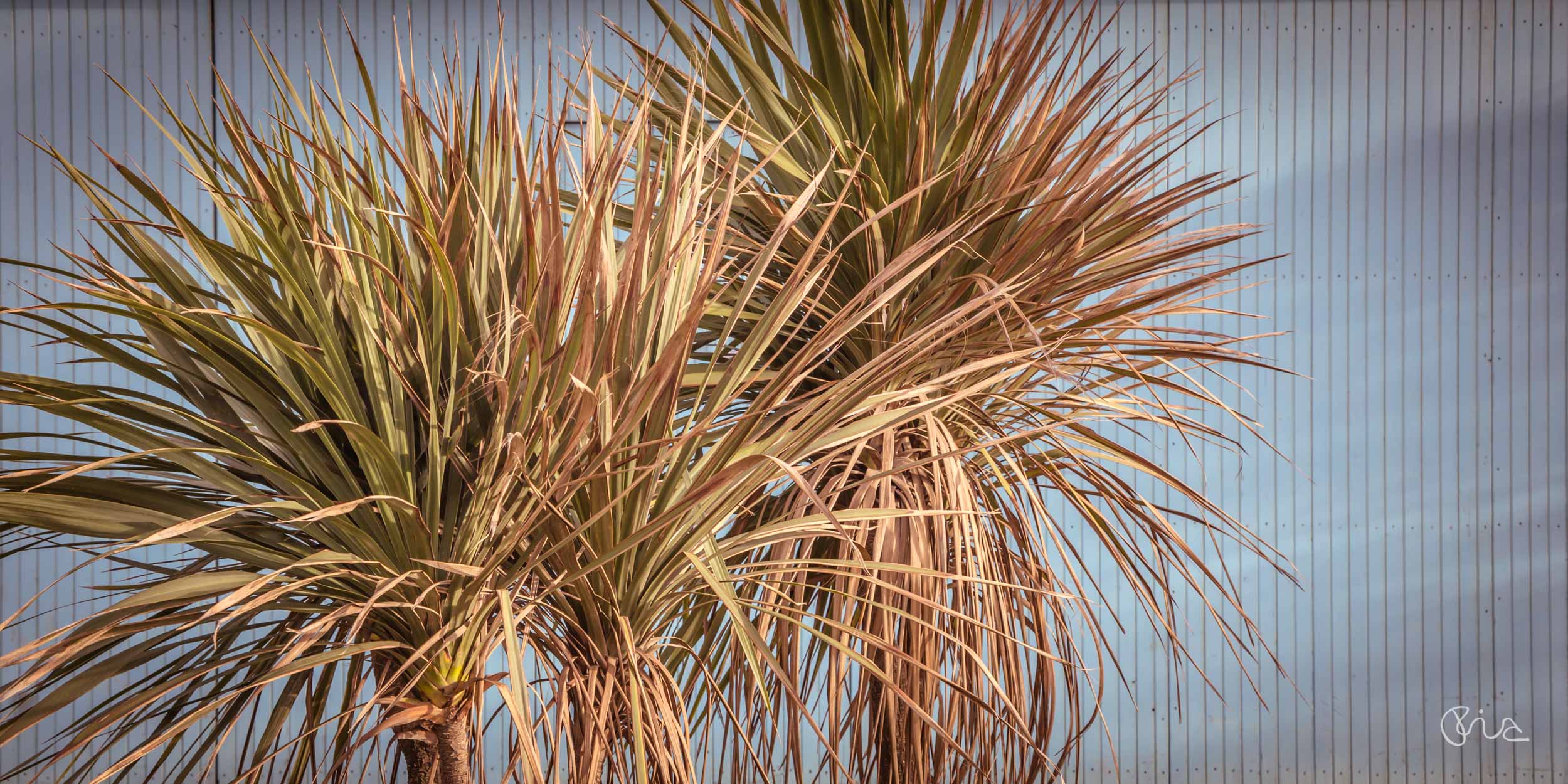 Tuscany - Viareggio