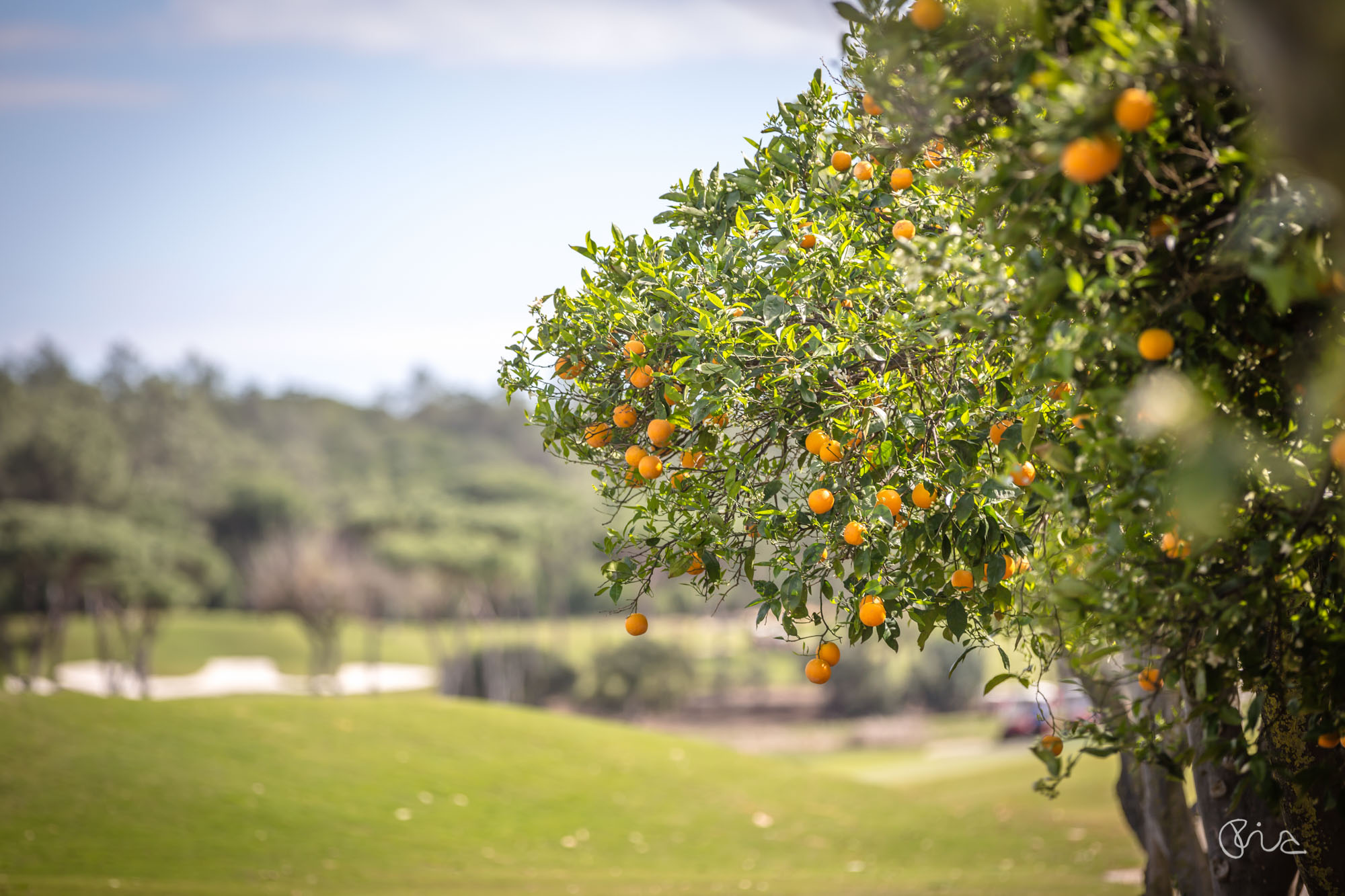 Quinta do Lago Laranjal Golf Course