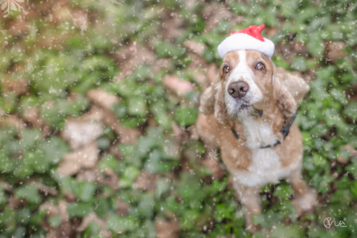 Christmas photo shoot