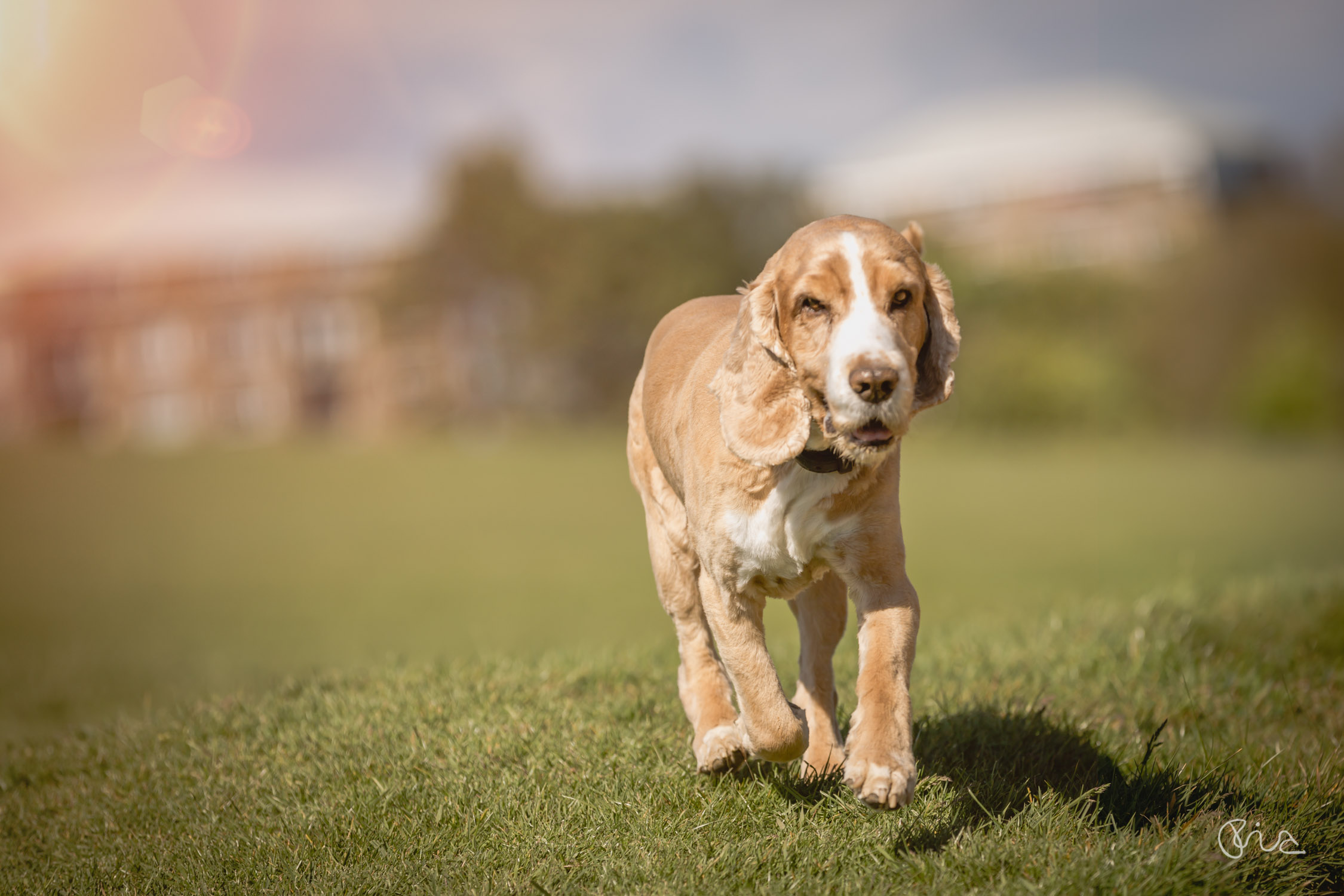 dog portrait of Barney