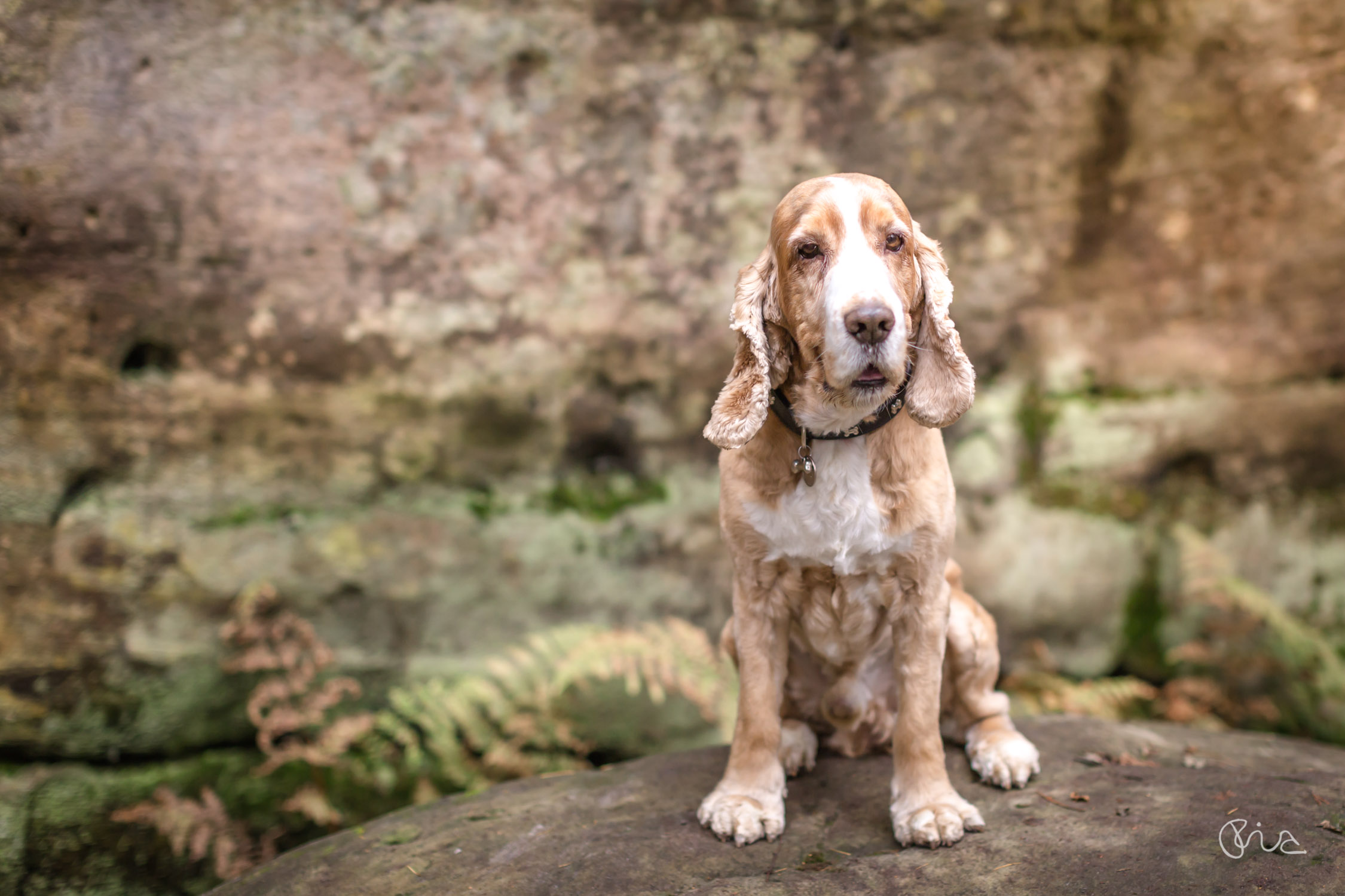 dog portrait of Barney at Eridge Rocks