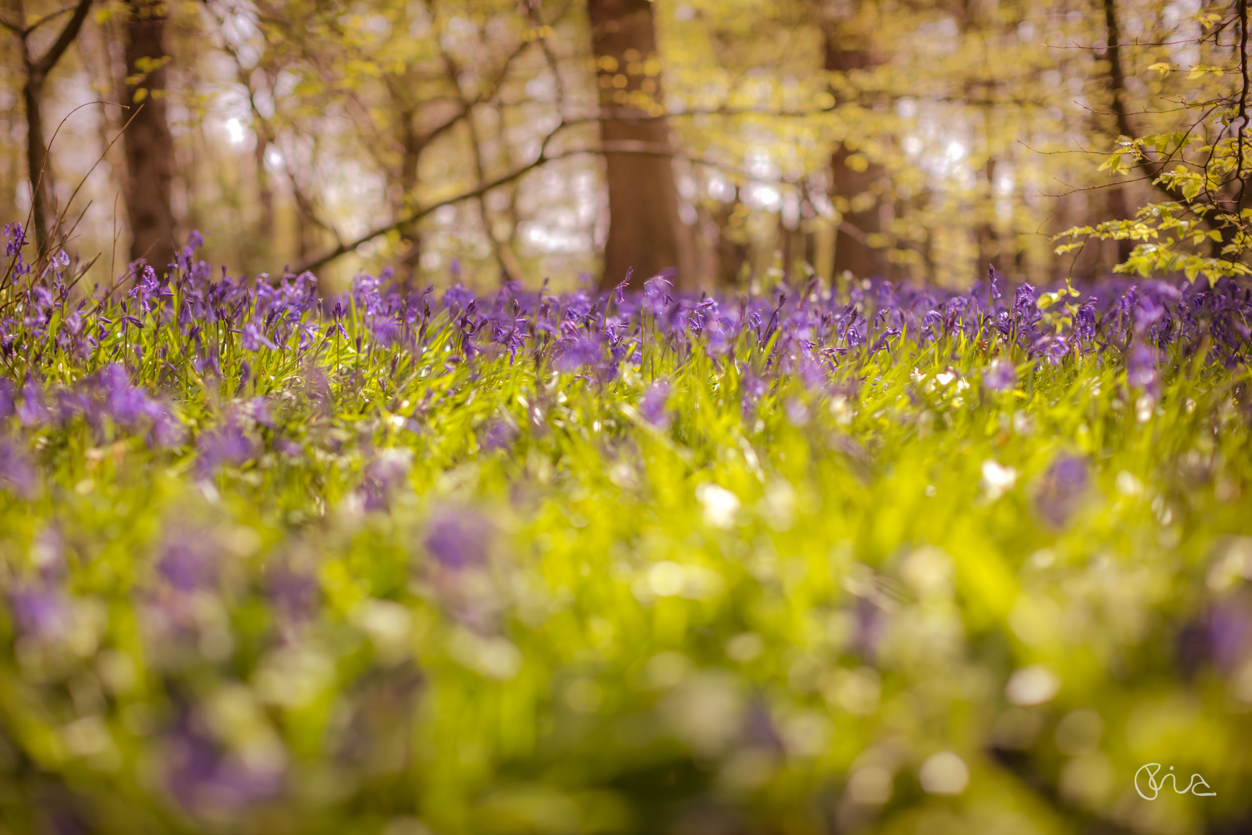 Arlington Bluebell Walk