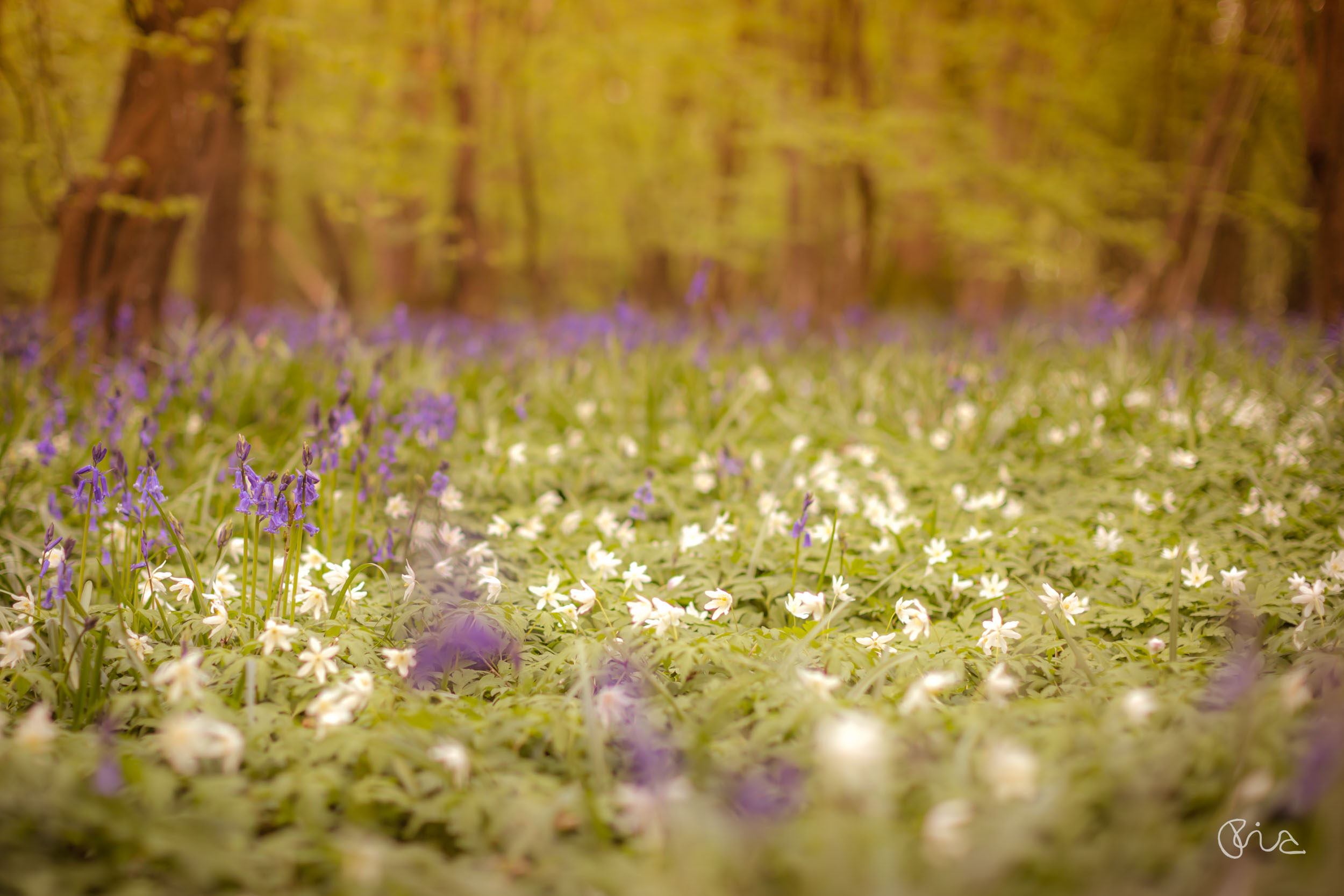 Arlington Bluebell Walk