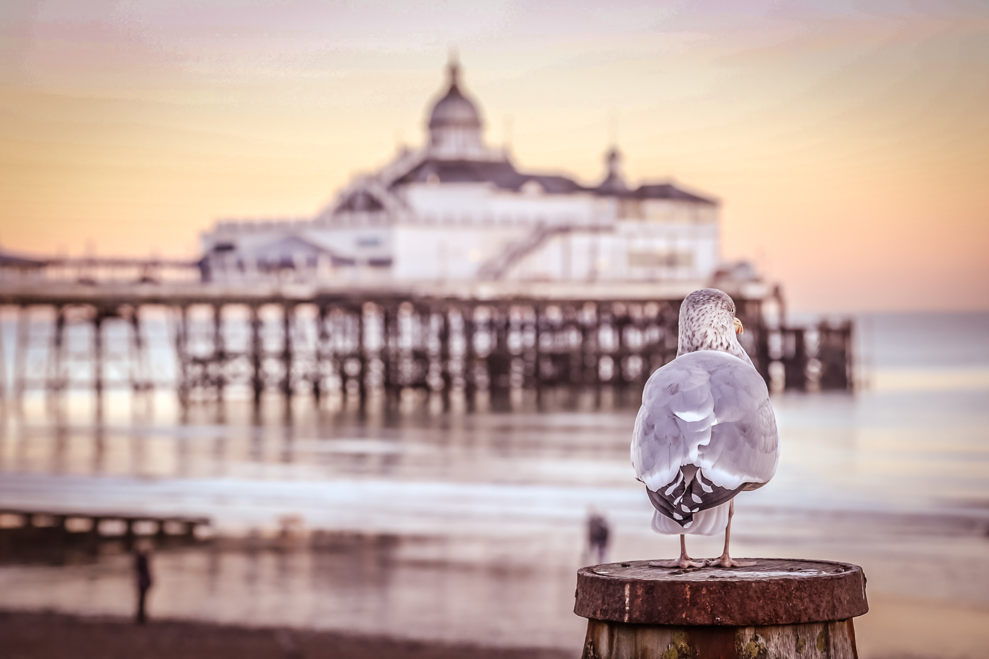The View Hotel Eastbourne wedding