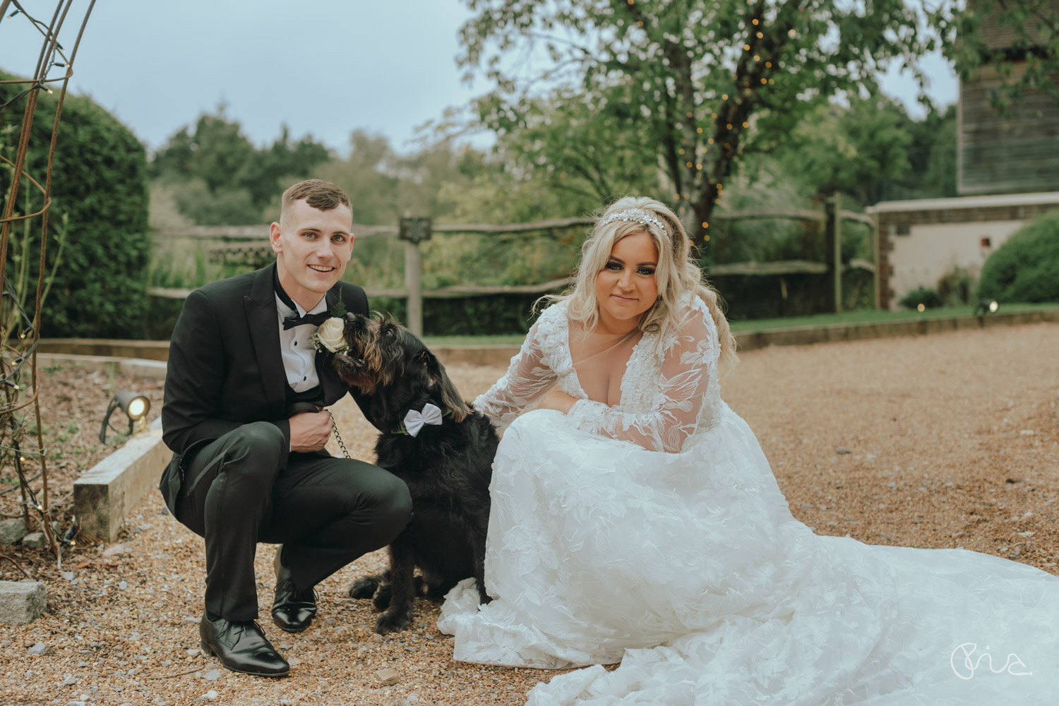 Dogs at wedding