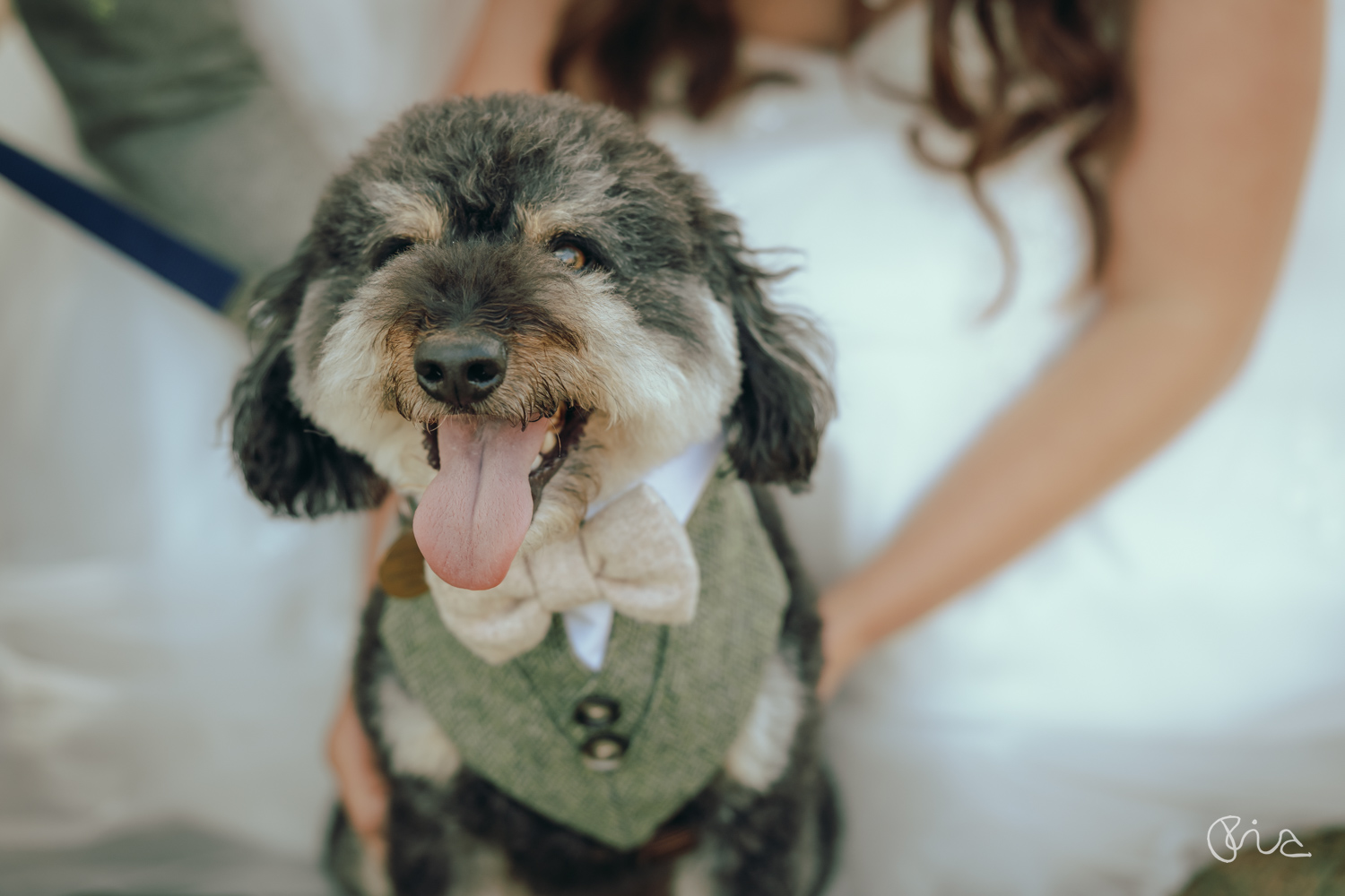 dogs at weddings